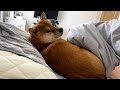 まるで嫁のように、そこに寝てしまう柴犬。
