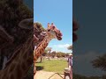 Funny Feeding Giraffe Vegetables #shorts #funny #giraffes