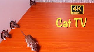 CAT TV  Purrfect Entertainment  Catchy Mouse Videos for Your Feline Friend