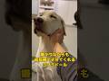 大型犬の存在感と甘え方が虜になる！短毛だけどモフモフラブラドールレトリバー #shorts #shortvideo #ラブラドールレトリバー