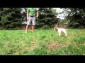 7 week old Brittany Spaniel pointing a pheasant wing の動画、YouTube動画。