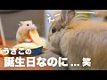 1歳の誕生日にハムスターに意地悪されるウサギNo.66