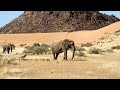 Намибия распродает слонов