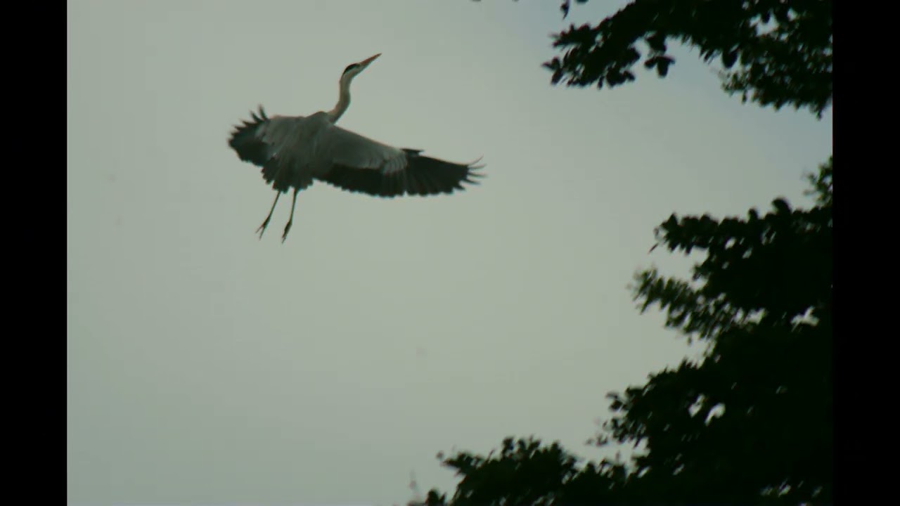 2026-01-08沿溪尋覓蒼白鷺