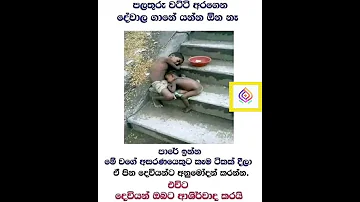 පලත ර වට ට අරග න ද ව ල ග න යන න ඕන න Wadan 