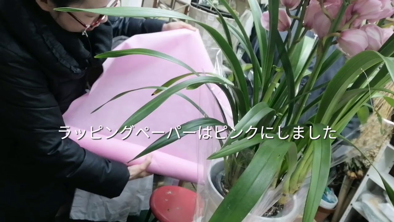 シンビジュウムの鉢植えのラッピング