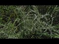 Sage - nookhoosé'