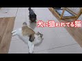 猫と遊びたい犬と遊びなくない猫が世界一かわいいバトルを開始しました【保護猫/犬】