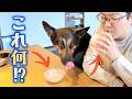 愛犬にもスムージー作ってあげたら、まさかの一気飲みでしたw【ジャーマンシェパード】