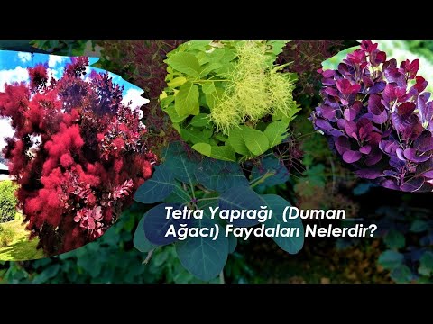 Video: Duman Ağaçlarını Budama: Duman Ağacı Nasıl Budanır