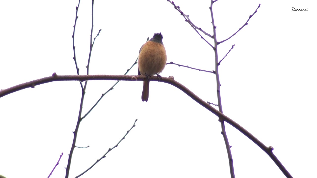 ジョウビタキ（尉鶲、常鶲）Daurian redstart｜野鳥｜摂津峡 大阪北摂