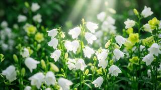 (No Ads) Peaceful Piano to Release Tension 🌿 Calming Music for Nervous System Balance screenshot 5