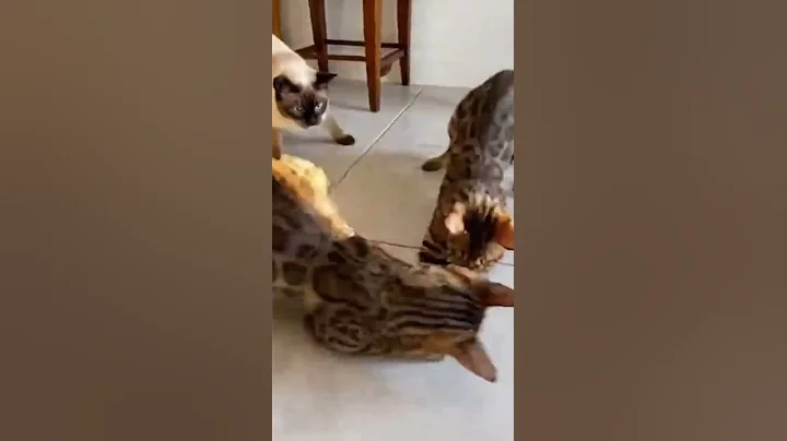 Video 11868371: siamese cat talking, siamesecat