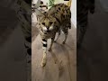 Chloe the serval hissing compilation