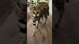 Chloe the Serval: hissing compilation