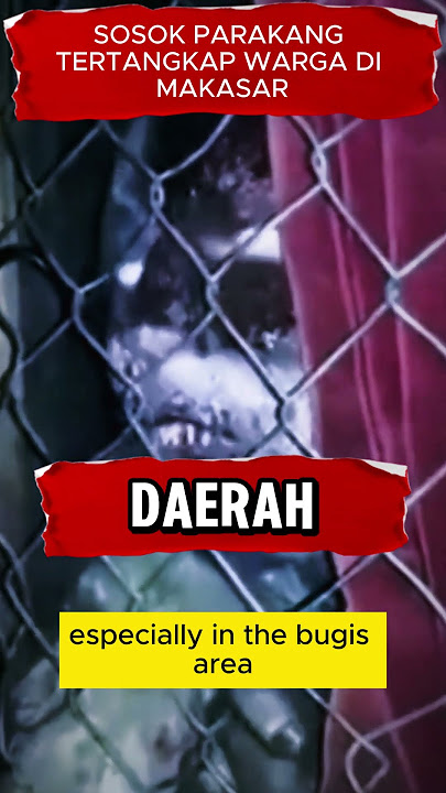 MAKHLUK PARAKANG TERTANGKAP WARGA DI MAKASAR #shorts #youtubeshorts