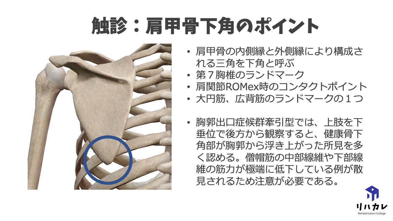 肩 甲骨 下角