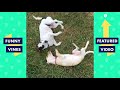 TRY NOT TO LAUGH   FUNNY ANIMALS Compilation   Dogs & Cats   Funny Vines June 2018