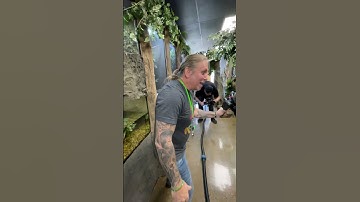 Thumbnail of Snake Catches Food in Mid Air