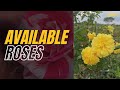 ഇപ്പോൾ അവൈലബിൾ ആയ കുറച്ചു റോസുകൾ #roses#sale