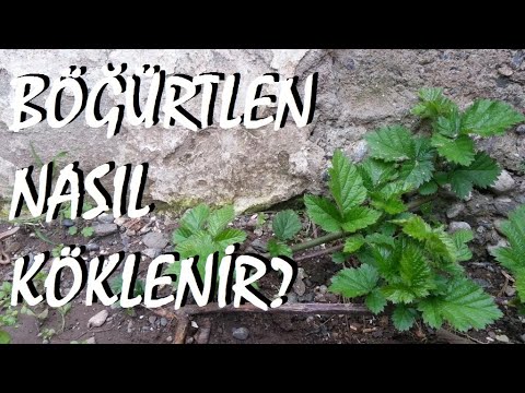 Video: Böğürtlen Nasıl Yayılır? Bahçe Böğürtlenlerinin Apikal Katmanlar Ve Tohumlarla çoğaltılması. Sonbahar Ve Ilkbaharda Dikensiz Ve Sıradan Böğürtlen Nasıl Ekilir?