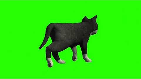 Cat Walk Cycle | Animated video | 4 type of walk Cycle..