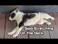 My Dog Solo 8 Weeks Old Puppy Stretching on The Deck