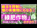 線虫の密度を減らし、畑の有機物にもなる！緑肥作物「ヘイオーツ」のご紹介