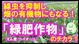 線虫の密度を減らし、畑の有機物にもなる！緑肥作物「ヘイオーツ」のご紹介