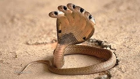 Thế Giới Động Vật Hoang Dã,Những loài có nọc độc nhất thế giới thuyết minh.