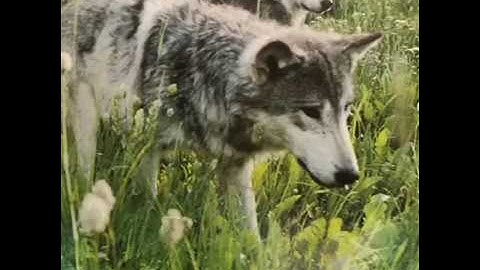 Wolf Pack - Fountas & Pinnell Shared Reading- 3rd Grade