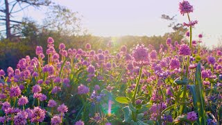 These beautiful island meadows are some of Canada's most threatened ecosystems