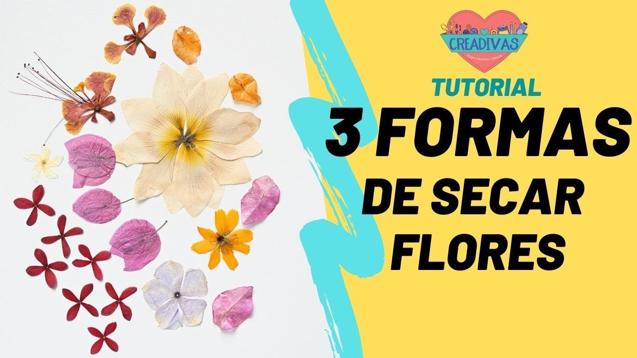 Flores Secas Naturales Flores Secas para Resina Flores Secas Naturales  Decorar Flores Secas Manualidades DIY Joyería Vela Arte de Uñas Artesanía, Flores  Secas Naturales