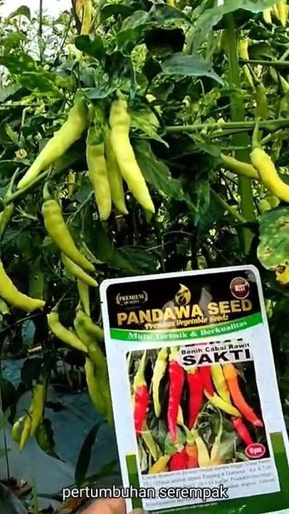 CABAI RAWIT SAKTI produktivitas tinggi, buah tahan angkut, toleran layu dan virus
