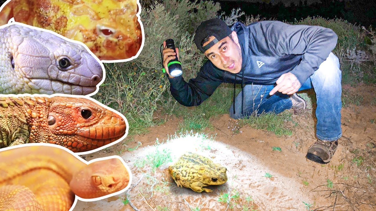 All Of Our Pet Reptiles + We Found Something In The Desert! - YouTube