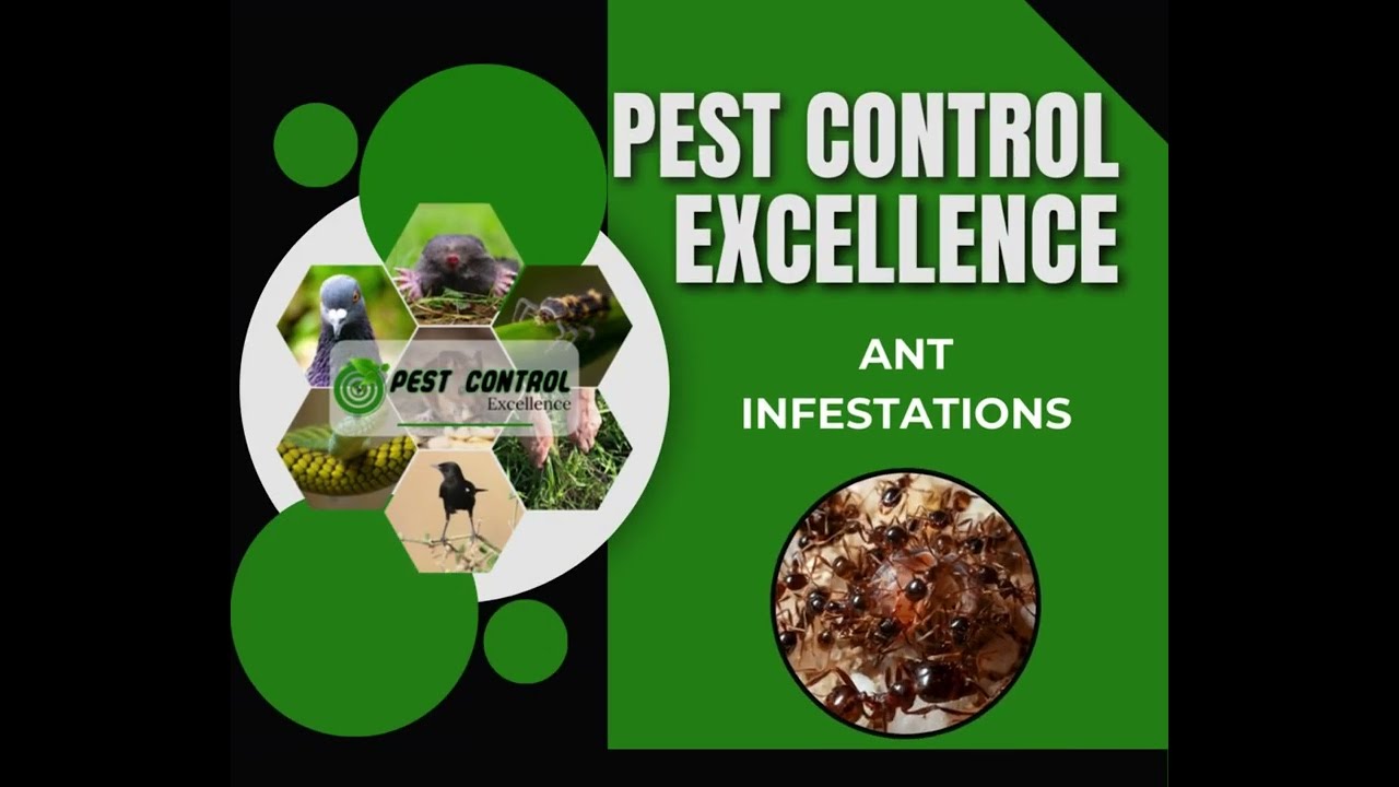 Ant infestations by Pest Control Excellence