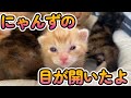 物置に置き去りにされた子猫家族を保護しました（Part4)