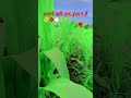 किसान की मेहनत   के लिए  एक बड़ा  सा like kare