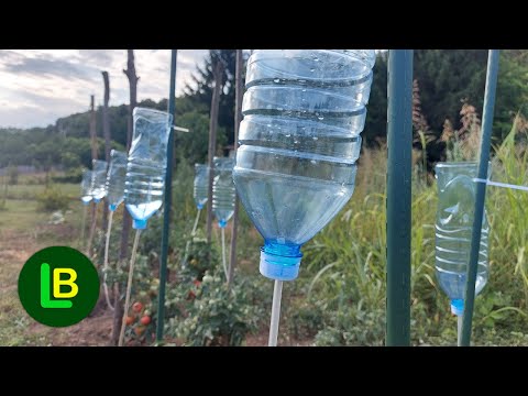 Tomato infusion! A simple drip water irrigation system with plastic bottles