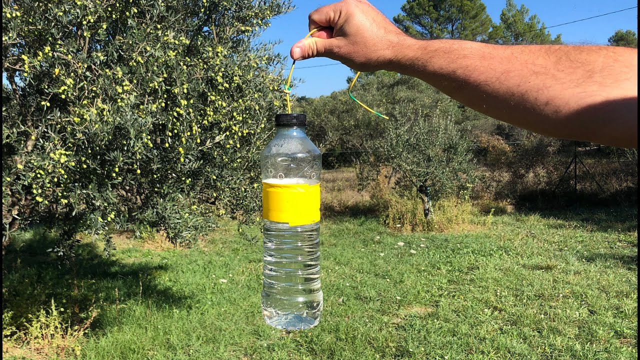 Comment fabriquer un piège à mouches ?