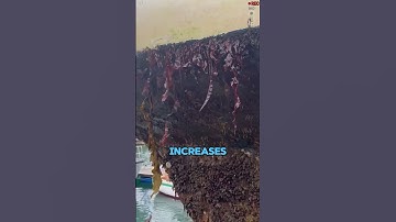 Why spend €30,000 to clean barnacles off a ship?#Popularscience #mechanical #science #technologica