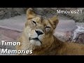 Thank you Timon the lioness ライオン　ティモンの思い出 円山動物園