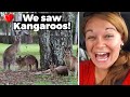 Americans see KANGAROOS for the First Time in Australia!!!