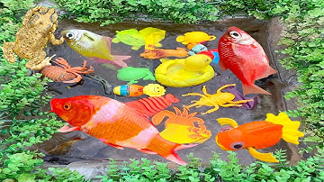 kem kem tivi bắt cá vàng, cá trê, cá bảy màu, cá chuối, con cóc bể bơi bé thả vào bể bơi khổng lồ