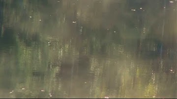 Grouper - Water People (Video)