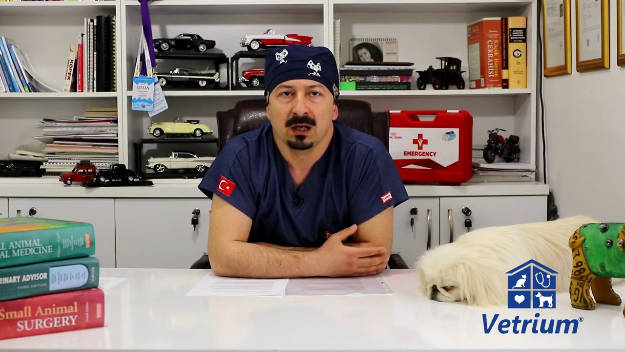 Köpek Zehirlenmesi Şüphelerine Dikkat! YouTube