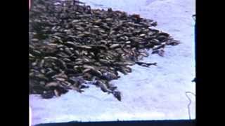 Winter seining on Circle Lake in Rice County, Minnesota 1950-1961