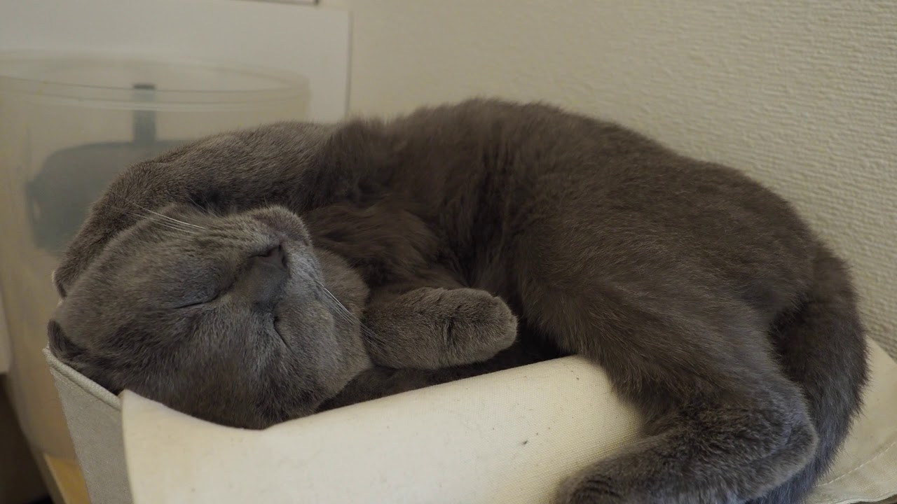 シャルトリューの寝顔 眠りから覚めた時の仕草と鳴き声が可愛い Cute Chartreux Cute Gestures And Cry When You Wake Up From Sleep Youtube