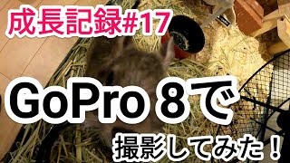 【デグー】GoPro HERO8で撮影してみた！ビビの成長記録 #17