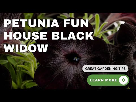 Fun House Black Widow Petunia #gothic #garden